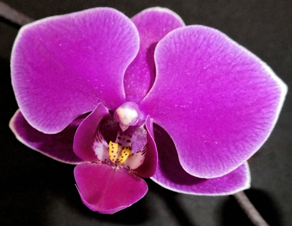 Orchid. I got this one to bloom a few times