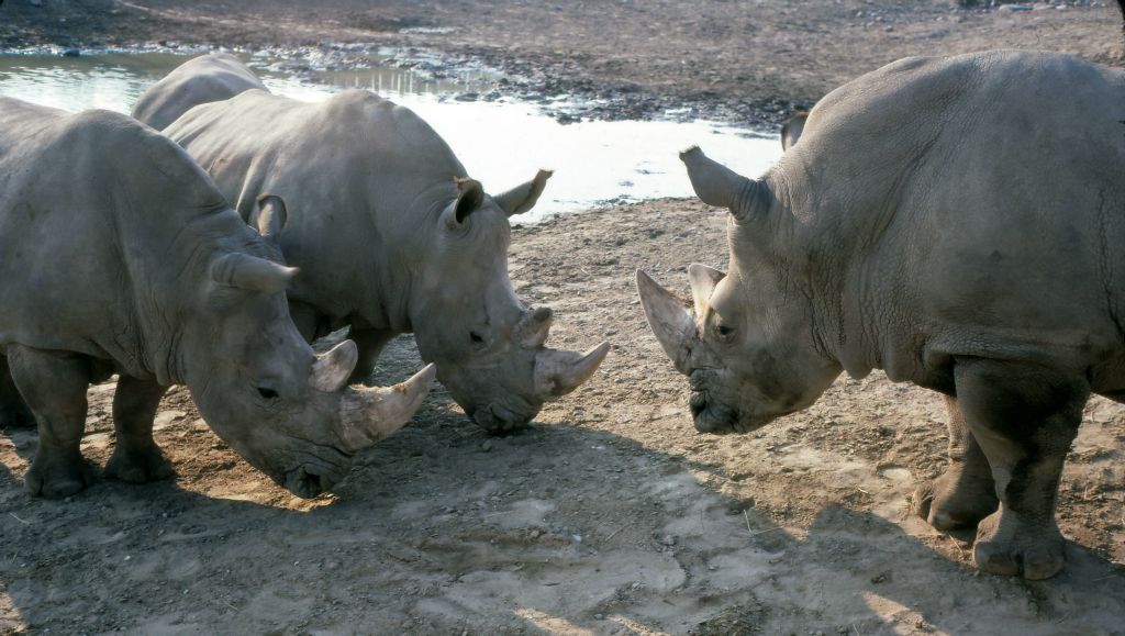 Some local rhinoceroses, not exactly native to Toronto