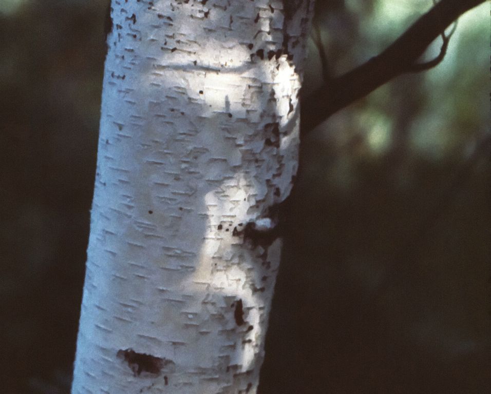 Pinholes in leaves create images of the partially eclipese sun.