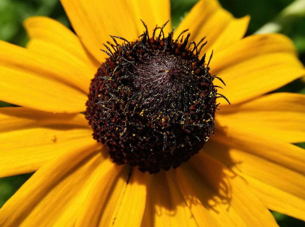 BlackEyedSusan