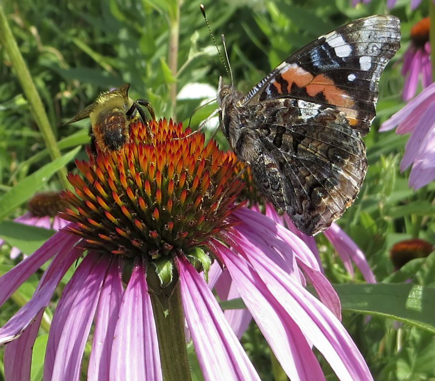 Coneflower with lots of visitors