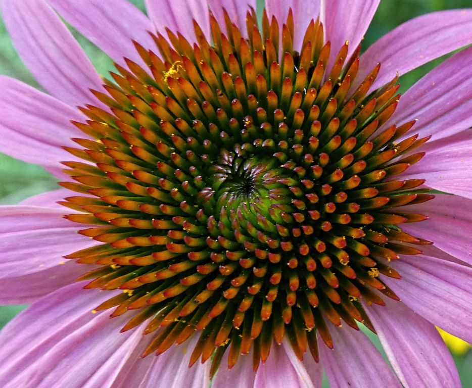 Coneflower