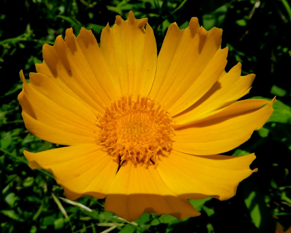 Coreopsis