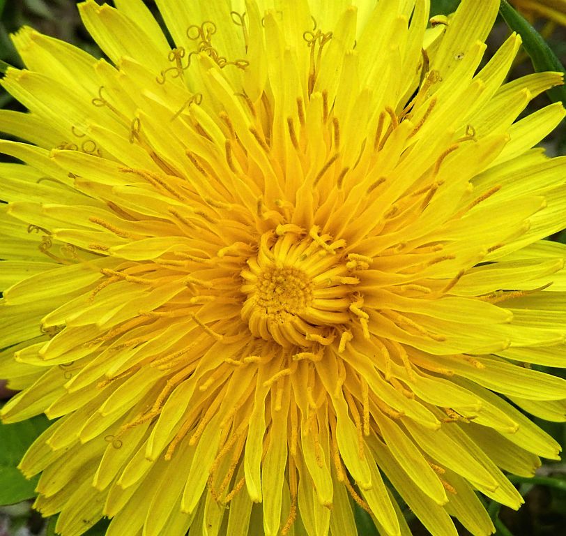 Dandelion