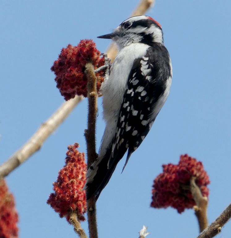 Downy Woodpecker