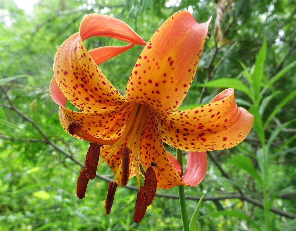 Michigan Lily