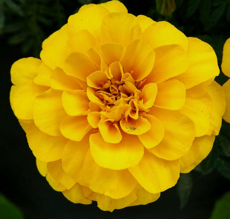 Marigold