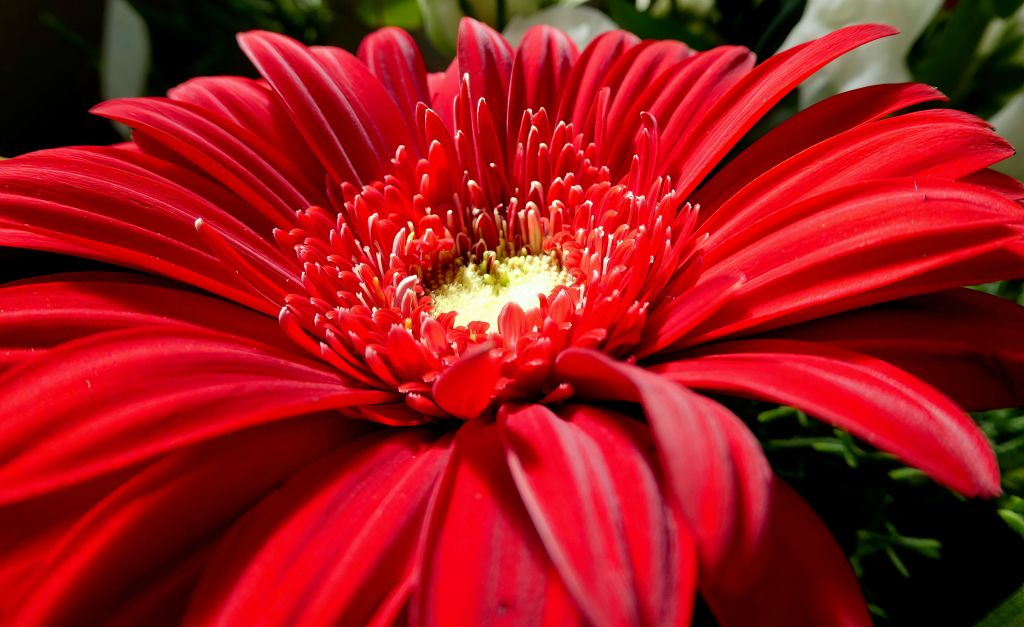 Gerbera Daisy