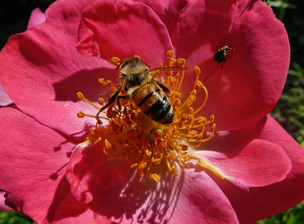 A wild rose with some visitors